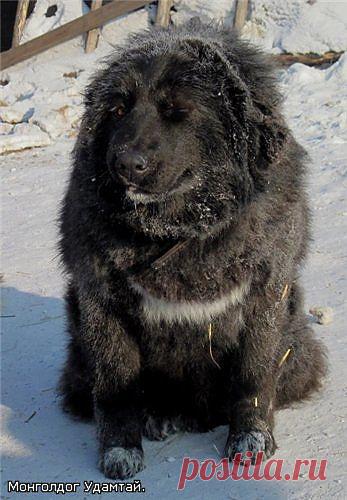 Чарка - монгольская АПчарка. Зима.