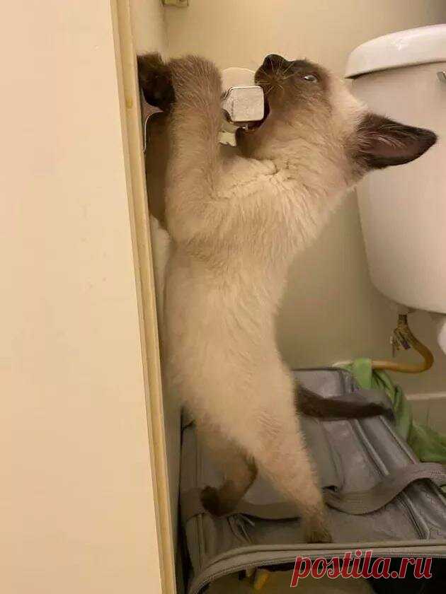 За позитивом: любуемся на фотки котиков, берущих от жизни всё | Ilike.pet | Яндекс Дзен