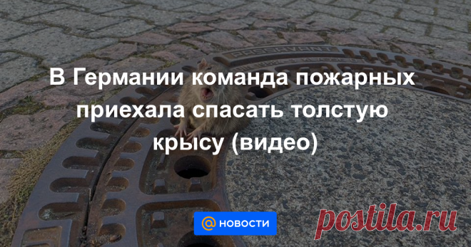 В Германии команда пожарных приехала спасать толстую крысу (видео) Животное поправилось за зиму.