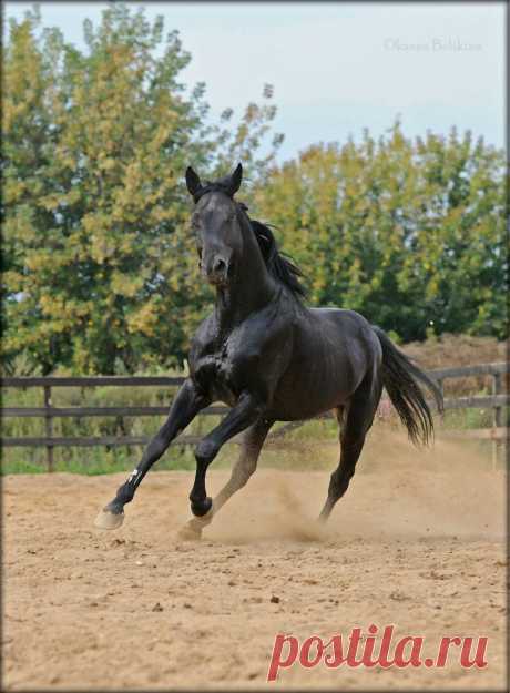БЕЛКА — «виконт» на Яндекс.Фотках