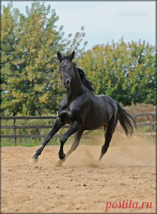 БЕЛКА — «виконт» на Яндекс.Фотках
