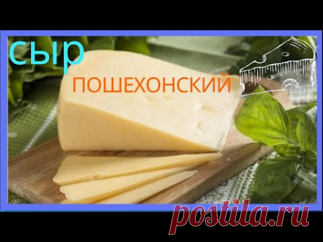 Пошехонский сыр - Готовим из домашнего молока.