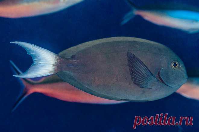 Whitetail Surgeonfish - Acanthurus thompsoni