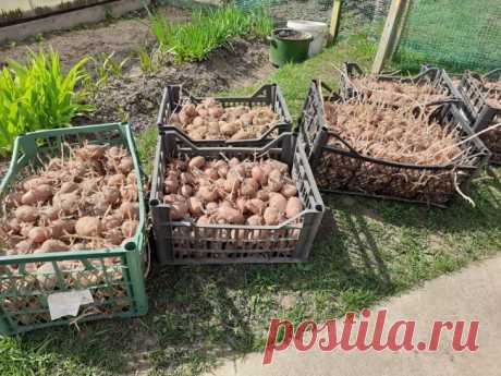 Что нельзя класть в лунку при посадке картофеля: запомните раз и навсегда. Свежий навоз — самое распространенное и самое рискованное удобрение для картофеля.