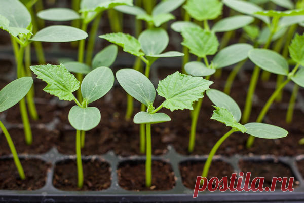 Секреты раннего урожая огурцов