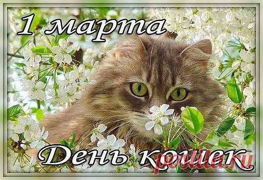 1МАРТА - ДЕНЬ КОШЕЧЕК В РОССИИ !!!
Поздравляем всех усатых, полосатых и красивых,  
Всех, кто любит милых кошек,  
Поздравляем с днем кошек в России.  
Давайте любит этих созданий сильнее,  
Без них жизнь – тоска, а сними – веселье.  
Пусть чаще они нас удивляют,  
Своим коварством и кокетством.  
Толкая нас на шаги в детство,  
Обнимем же их крепче, нежно, искренне и честно !
