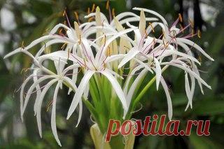 Кринум. (ПРОДОЛЖЕНИЕ)
Основные виды 
Кринум абиссинский (Crinum abyssinicum) 


Показать полностью…