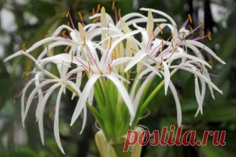 Кринум. (ПРОДОЛЖЕНИЕ)
Основные виды 
Кринум абиссинский (Crinum abyssinicum) 


Показать полностью…
