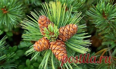 Настойка на водке с сосновыми шишками: лечебные свойства, противопоказания и как принимать?