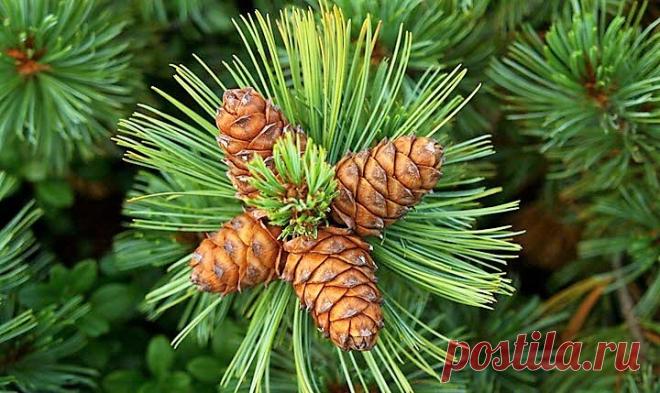 Настойка на водке с сосновыми шишками: лечебные свойства, противопоказания и как принимать?