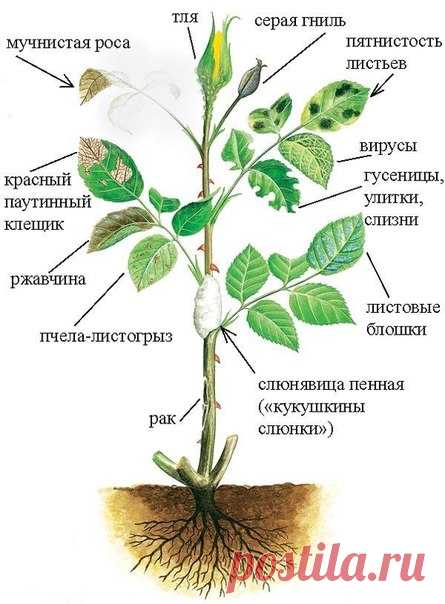 Болезни и вредители роз.