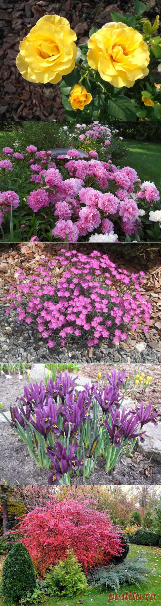 Как сделать своими руками цветущую дачу?