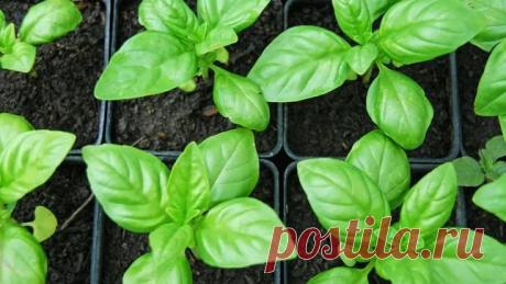 БОГ ПОДАРИЛ ЭТОТ ПРИРОДНЫЙ АНТИБИОТИК ЛЮДЯМ! ЭТО САМЫЙ МОЩНЫЙ АНТИОКСИДАНТ, И ОН ОЧИСТИТ ВАШИ АРТЕРИИ ОТ «ПЛОХОГО» ХОЛЕСТЕРИНА!