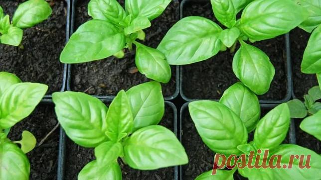 БОГ ПОДАРИЛ ЭТОТ ПРИРОДНЫЙ АНТИБИОТИК ЛЮДЯМ! ЭТО САМЫЙ МОЩНЫЙ АНТИОКСИДАНТ, И ОН ОЧИСТИТ ВАШИ АРТЕРИИ ОТ «ПЛОХОГО» ХОЛЕСТЕРИНА!