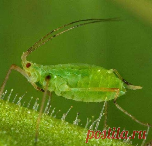 Бабушкины советы по борьбе с тлей