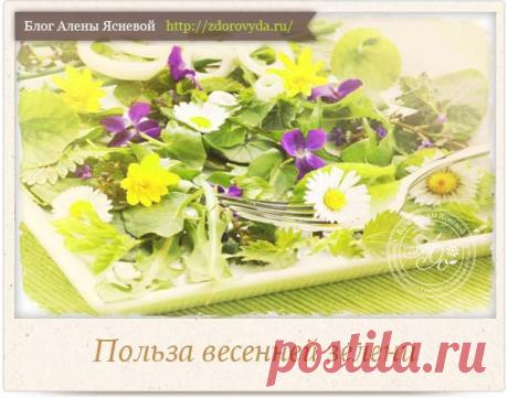 Зеленые витамины или чем так полезна первая весенняя зелень ?
