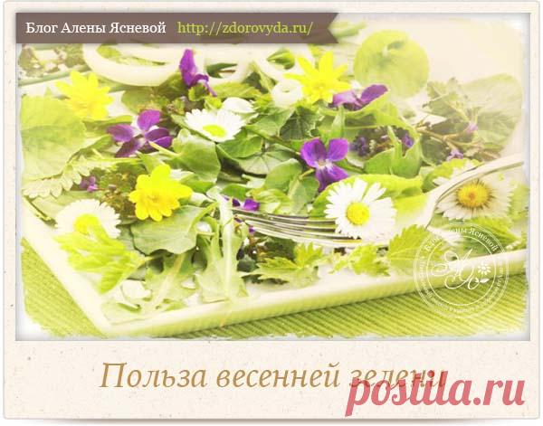Зеленые витамины или чем так полезна первая весенняя зелень ?