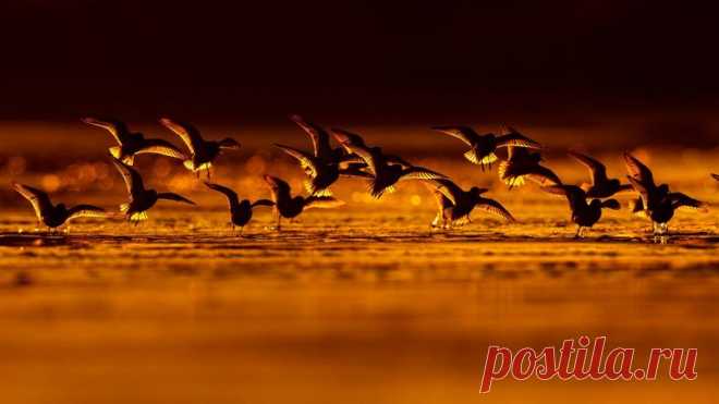 Лучшие фотографии птиц с конкурса Bird Photographer of the Year 2018
