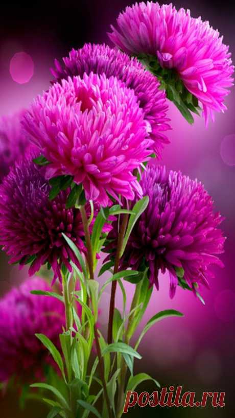 Hd Wallpapers Of Flowers For Mobile - Low Onvacations Wallpaper Image