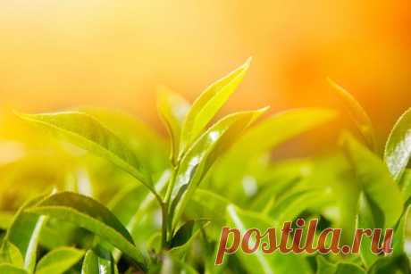 Листья зеленого чая.
Состав
Современные исследования показали, что в зеленом чае содержатся витамины C, P, B, K, PP, A, D, E, и микроэлементы фтор, цинк, йод, медь, марганец, фосфор, кальций. Содержащийся в зеленом чае витамин C, которого в нем больше, чем в цитрусовых, является сильнейшим антиоксидантом, помогает организму бороться с различными вирусами и инфекциями, повышая иммунитет.
Показать полностью…