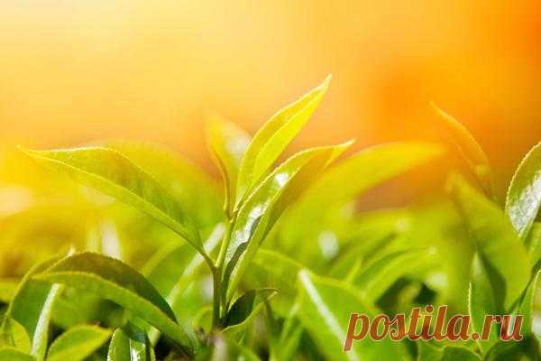 Листья зеленого чая.
Состав
Современные исследования показали, что в зеленом чае содержатся витамины C, P, B, K, PP, A, D, E, и микроэлементы фтор, цинк, йод, медь, марганец, фосфор, кальций. Содержащийся в зеленом чае витамин C, которого в нем больше, чем в цитрусовых, является сильнейшим антиоксидантом, помогает организму бороться с различными вирусами и инфекциями, повышая иммунитет.
Показать полностью…