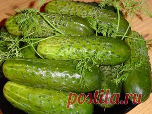 Малосольные огурцы быстрого приготовления, рецепт.