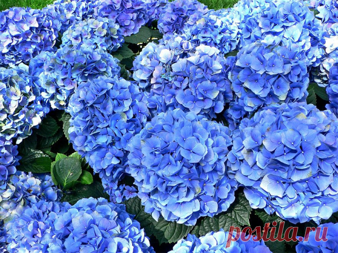 Смогут ли ржавые гвозди изменить цвет гортензии на голубой?