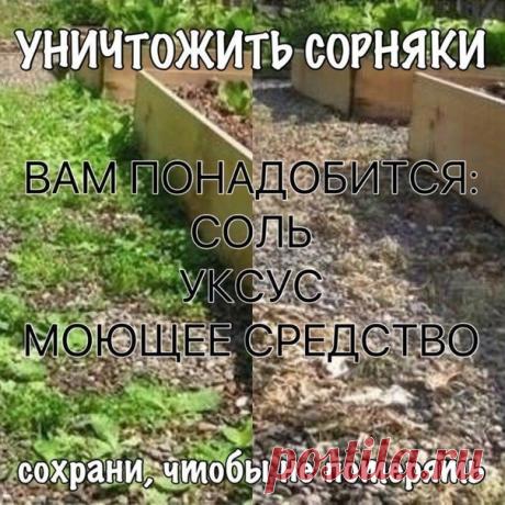 УНИЧТОЖИТЬ СОРНЯКИ
Чтобы уничтожить сорняки без гербицидов, используйте соль и уксус. Приготовьте раствор в такой пропорции:
1 литр уксуса ...
Читайте полностью в источнике