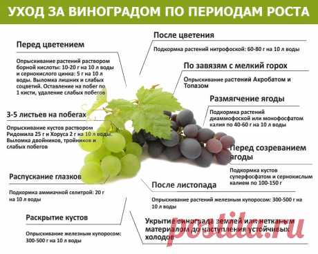 Уход за виноградом по периодам роста