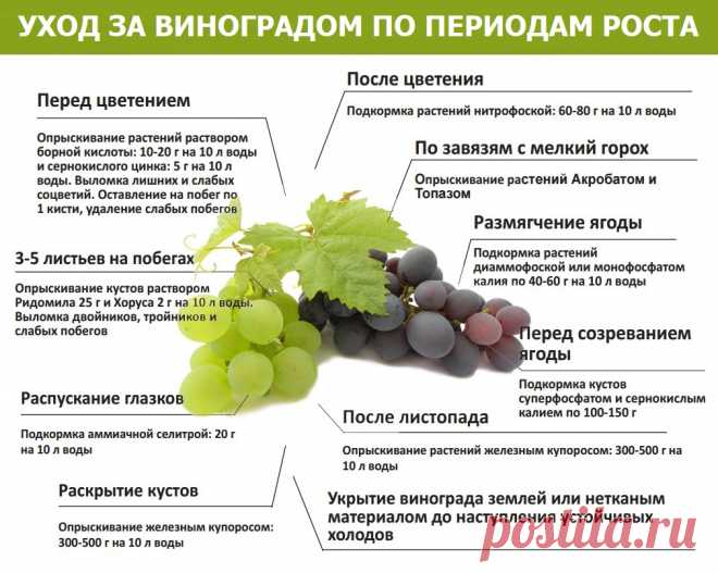 Уход за виноградом по периодам роста