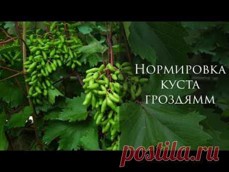 Нормировка виноградного куста гроздями