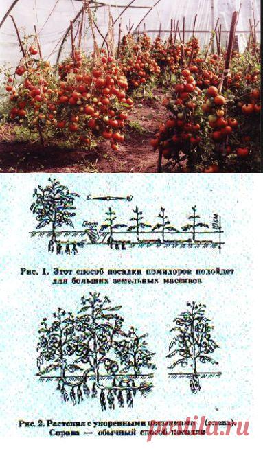 Как увеличить урожай помидор.