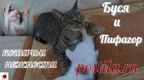Кошачьи будни. ( Бусенька и Пифагор)