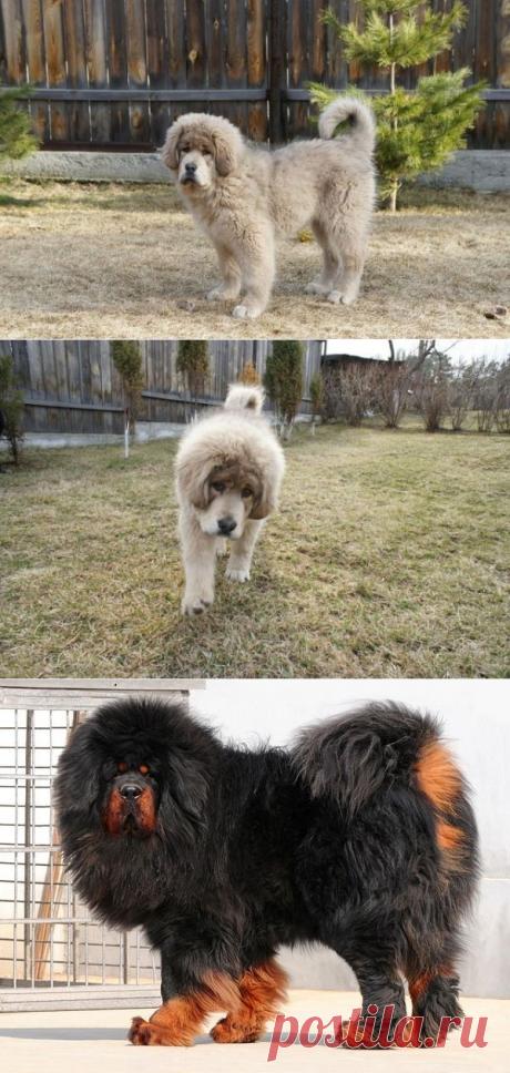 (+1) комм - Тибетские мастифы | Четвероногий юмор