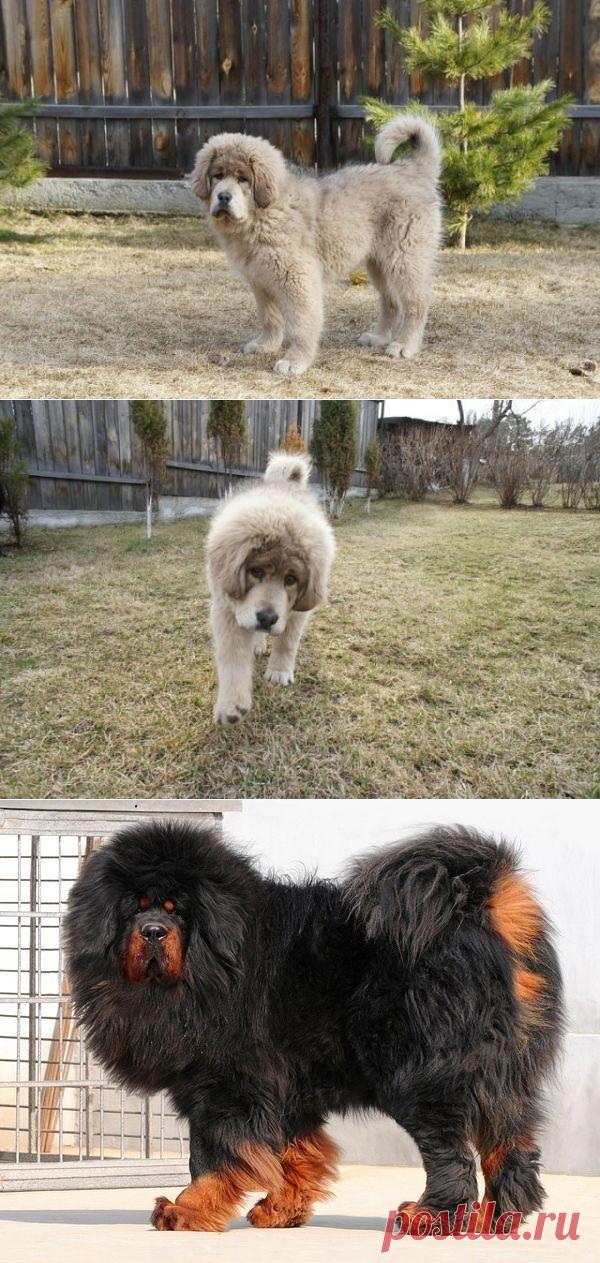 (+1) комм - Тибетские мастифы | Четвероногий юмор