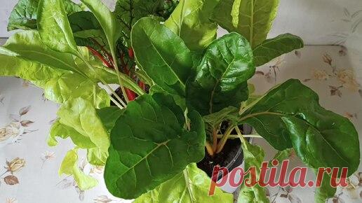 Как вырастить мангольд на подоконнике | Выращиваем как надо | Дзен