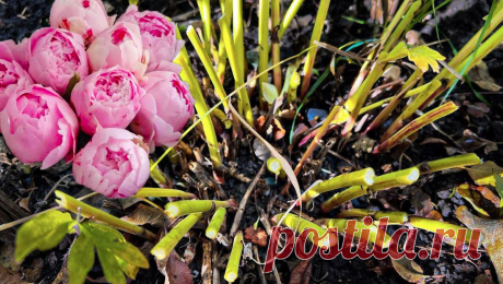 Не ухаживайте за Пионами в Сентябре, останетесь без цветения в будущем году. Распространенные ошибки которые приводят к потери цветения | Маленькая Дача | Дзен