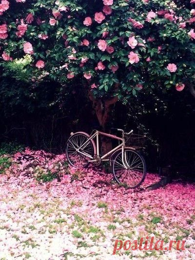 Carina Michele приколол(а) это к доске home sweet home