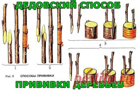 ДЕДОВСКИЙ СПОСОБ ПРИВИВКИ ДЕРЕВЬЕВ ДЛЯ БОЛЬШОГО УРОЖАЯ!