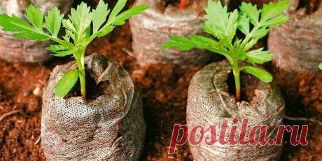 Торфяные таблетки для рассады - Сад и огород