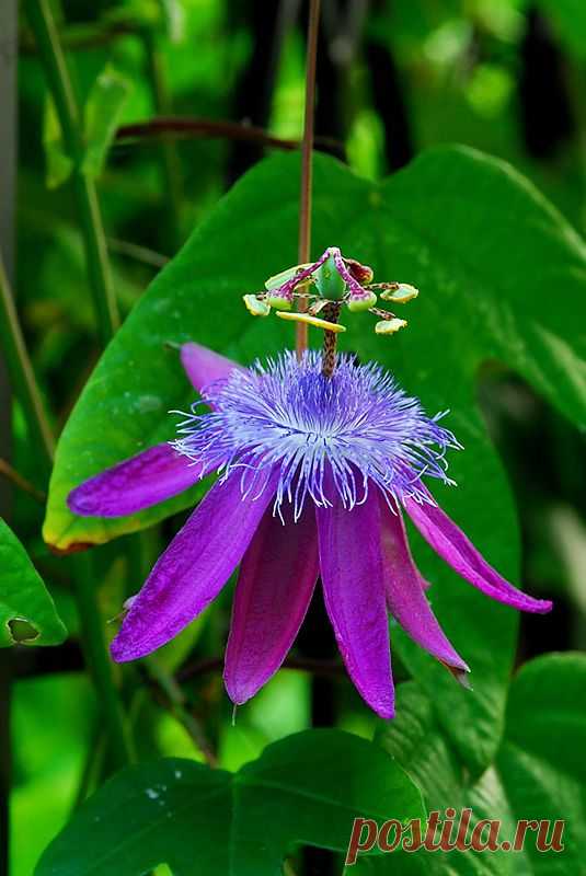 Пассифлора - цветок верности и почтительности....