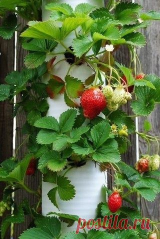 Решила поделиться, может кому пригодится / Болталка / Сад и огород