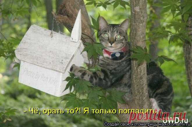 птичка где ты?- я тебя сьем....