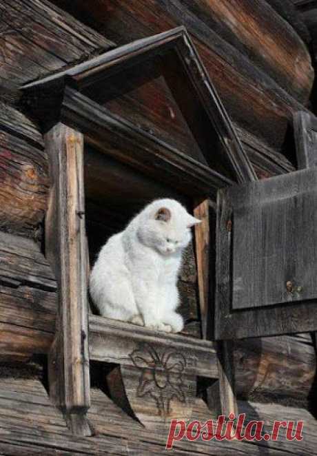 Google+.   -  Кошка в окошке.
