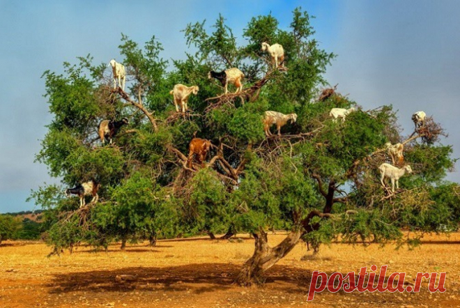 Удивительное масло аргана - Ярмарка Мастеров - ручная работа, handmade