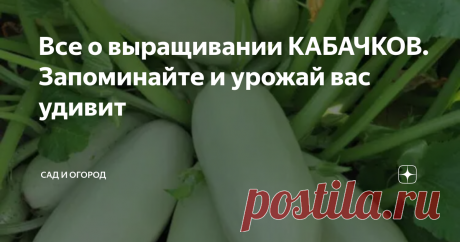 Все о выращивании КАБАЧКОВ. Запоминайте и урожай вас удивит