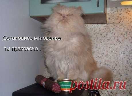 otzhiga.net &gt; Версия для печати &gt; Говорящие животные (12 фото)