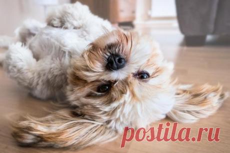 Mars Petcare Comedy Pet Photo Awards 2020: смешные фото животных запечатленных в комических позах