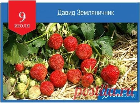 В день Давида Земляничника желаю сладкой жизни, как спелая лесная ягода! Пусть здоровье будет крепким, а дом — полной чашей. Открытки на Давид Земляничник!