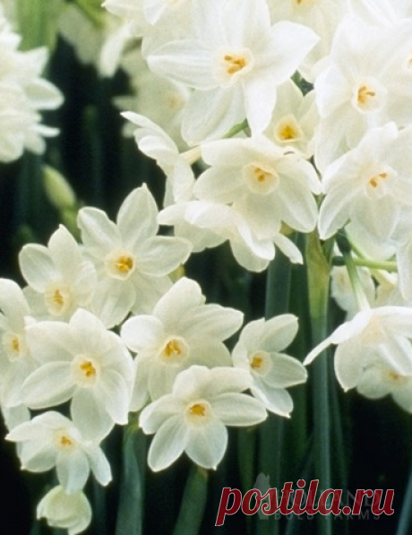 Inbal Paperwhites If you enjoy how Paperwhites look, but do not enjoy the strong fragrance of Ziva then the slightly scented Inbal Paperwhite are perfect for you. Like all other paperwhites Inbal does exceptionally well when planted indoors, or in a warm climate such...